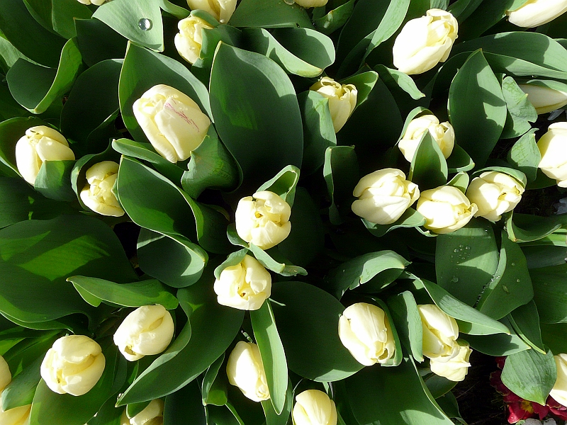 P1030490_B.jpg - Die ersten Tulpen