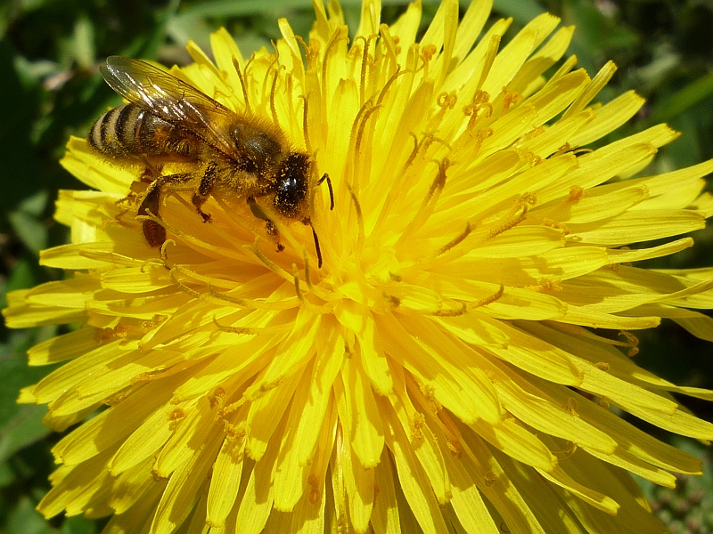 P1040092_B.jpg - Biene auf einer Löwenzahnblüte
