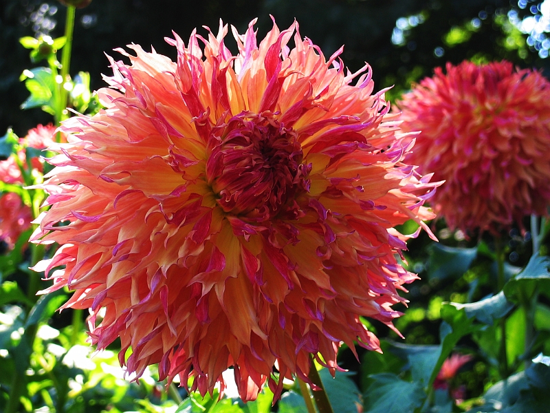 101_0187_2_B.jpg - Dahliengarten Hamburg