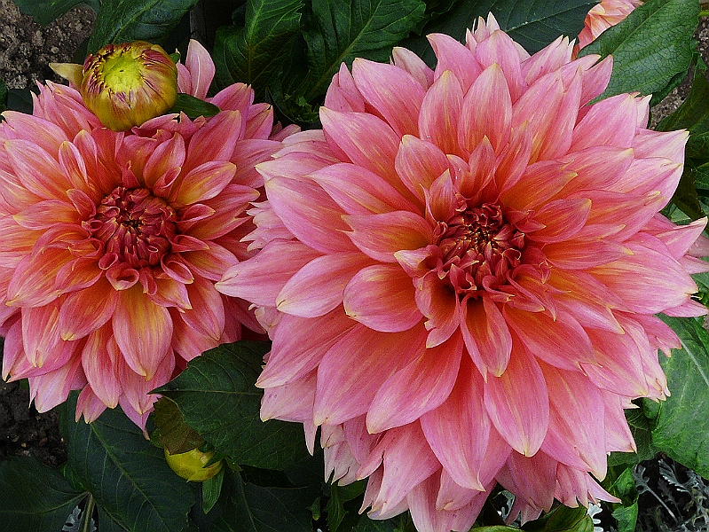 P1040892_B.jpg - Dahliengarten Hamburg