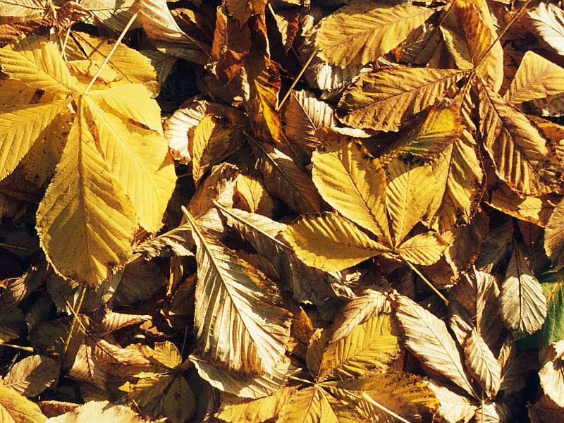 Dia017.jpg - die Blätter fallen...