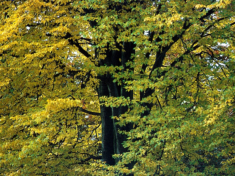 Dia031.jpg - Herbst im Alstertal bei Poppenbüttel
