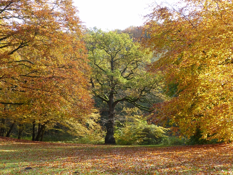 P1010854.jpg - Herbst im Alstertal bei Poppenbüttel