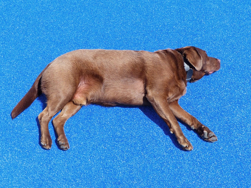 BS27.06.2013-14.02.32-B.jpg - MS Princess, Bordhund 'Max'