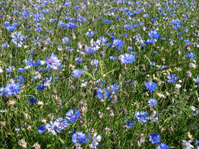 15.07.2003-Blumen