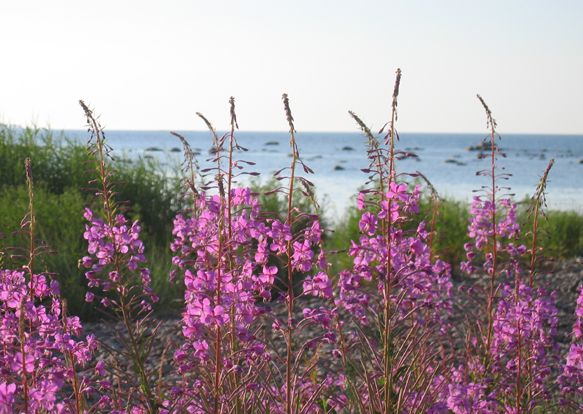 Blumen