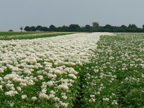 Kartoffelfelder in der Heide