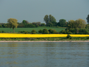 Rapsfeld