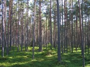 Wald