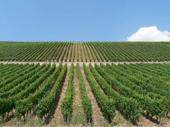 Weinberg bei Volkach