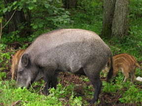 Wildschwein