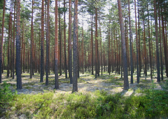 wald_1